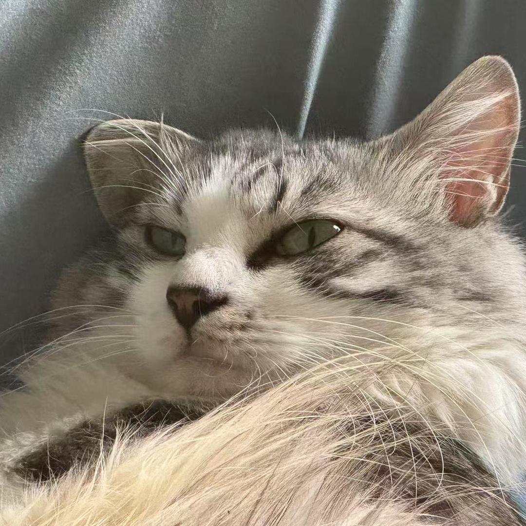 臭蛋是只猫