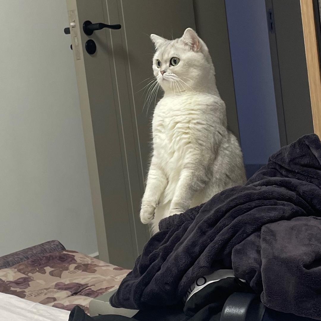 猫咪滚滚