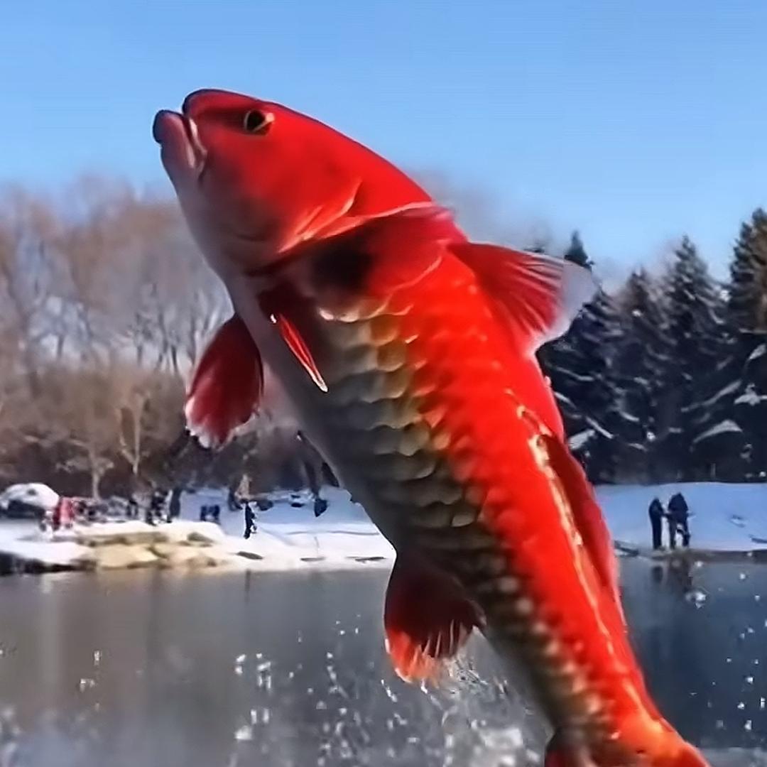蝶儿飞飞