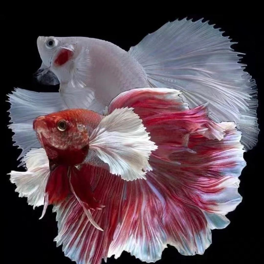 多趣味泰斗水族馆