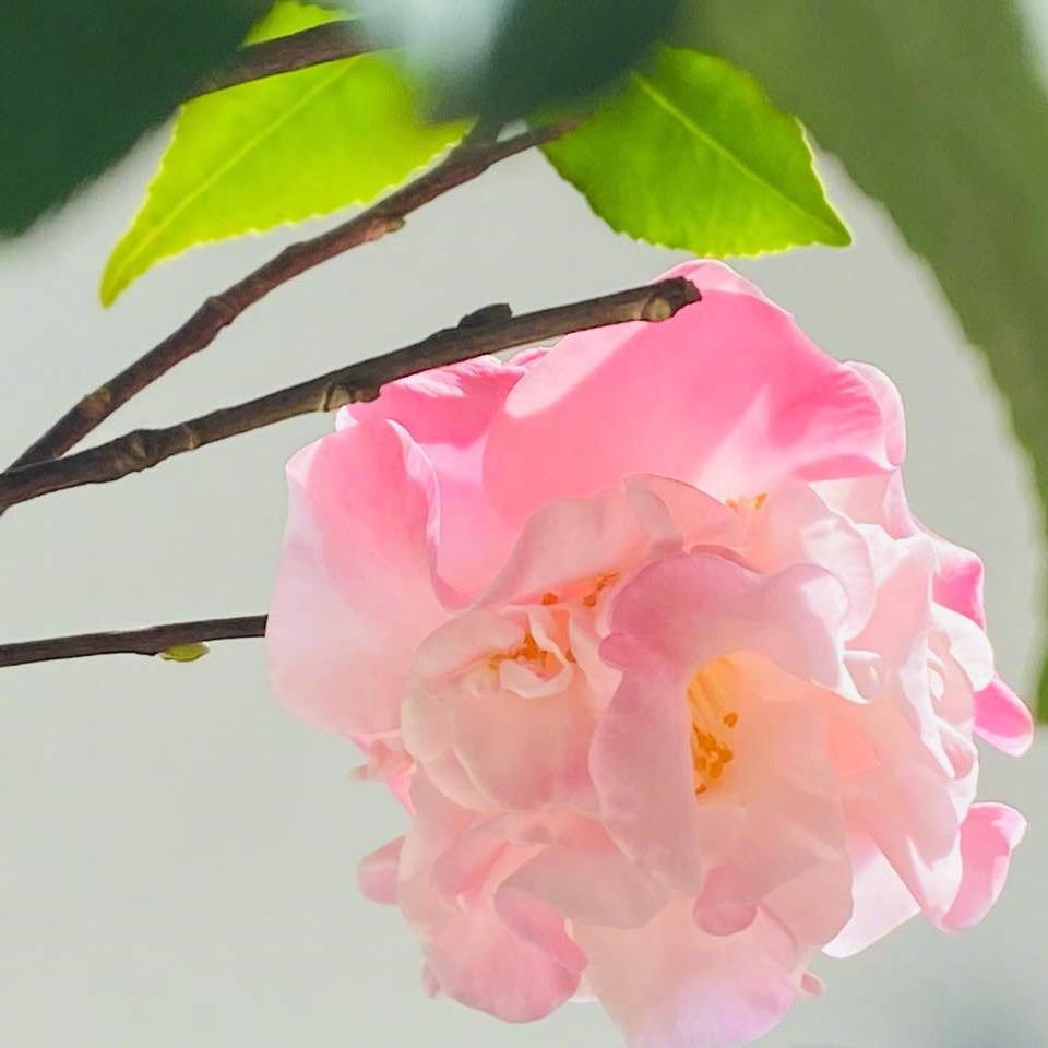 专业火箭炮