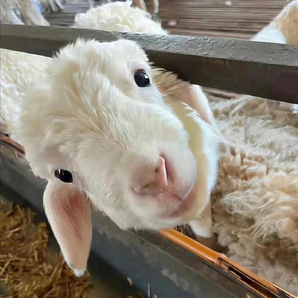 吃不胖的呆呆羊