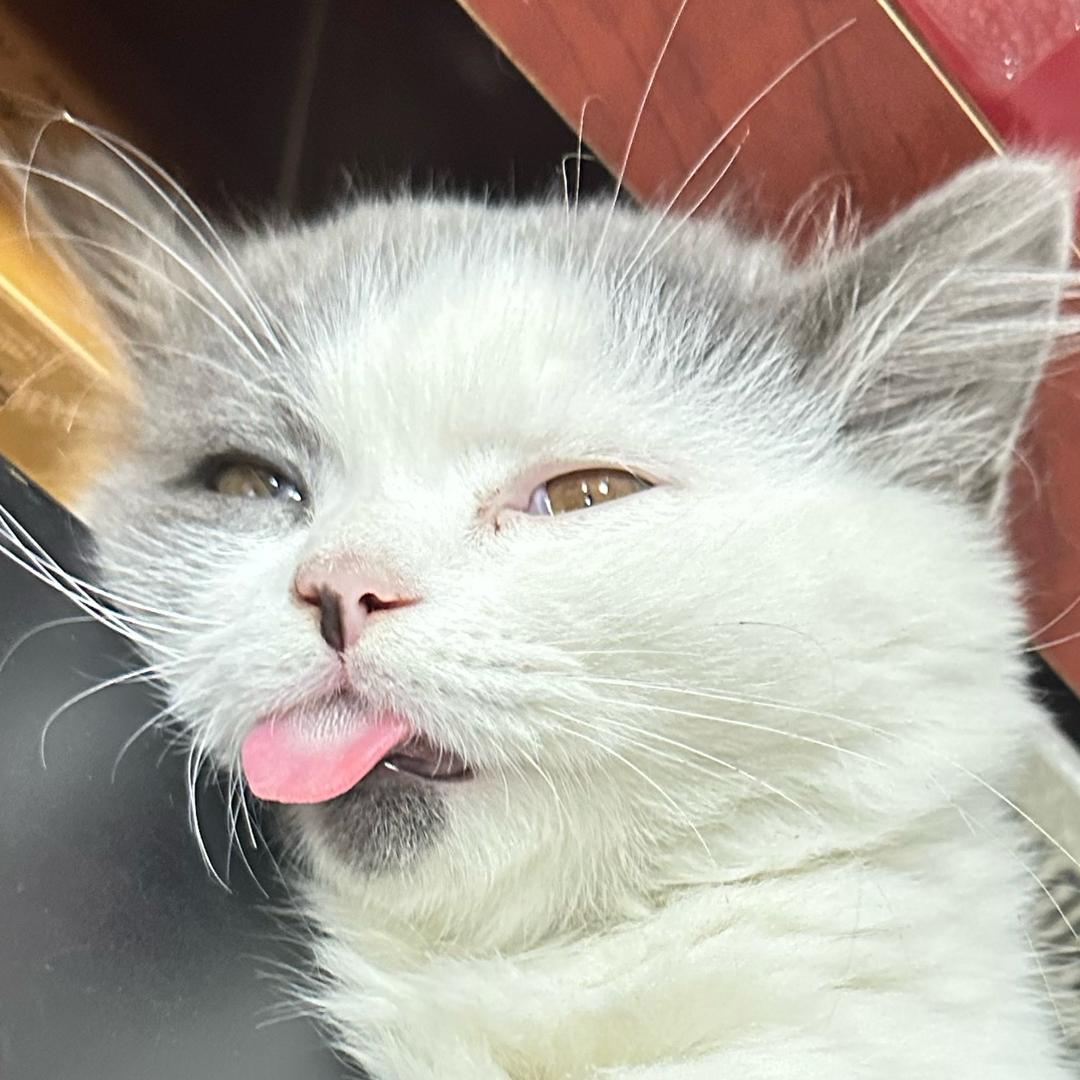 像素猫耳校准中