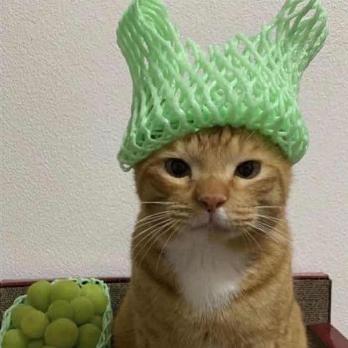 ¥