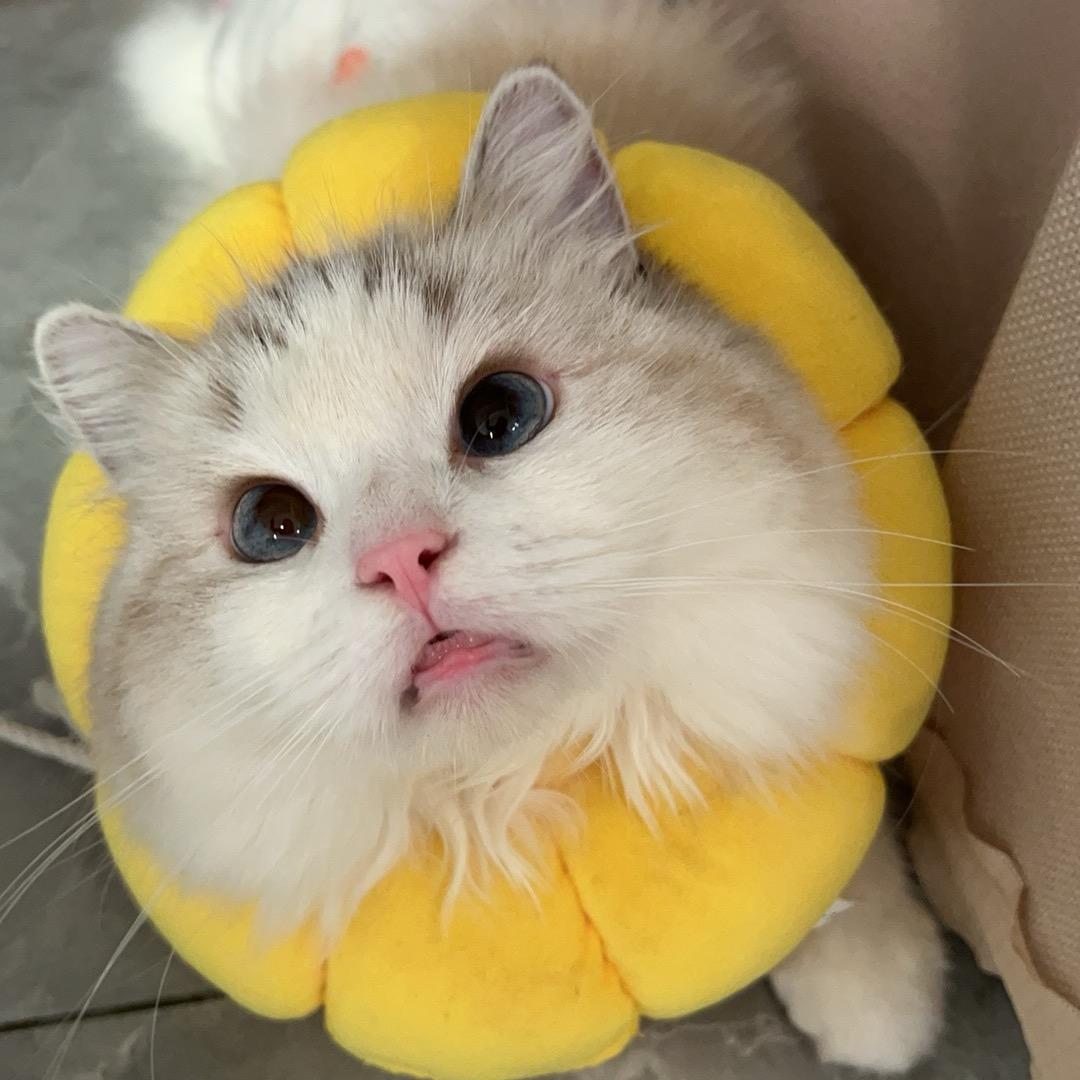 王七夕🍋