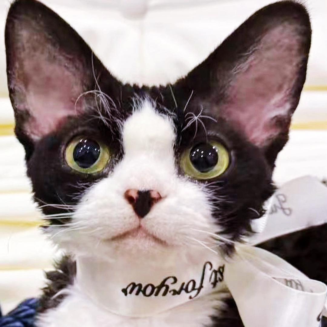 玛丽塔的德文卷