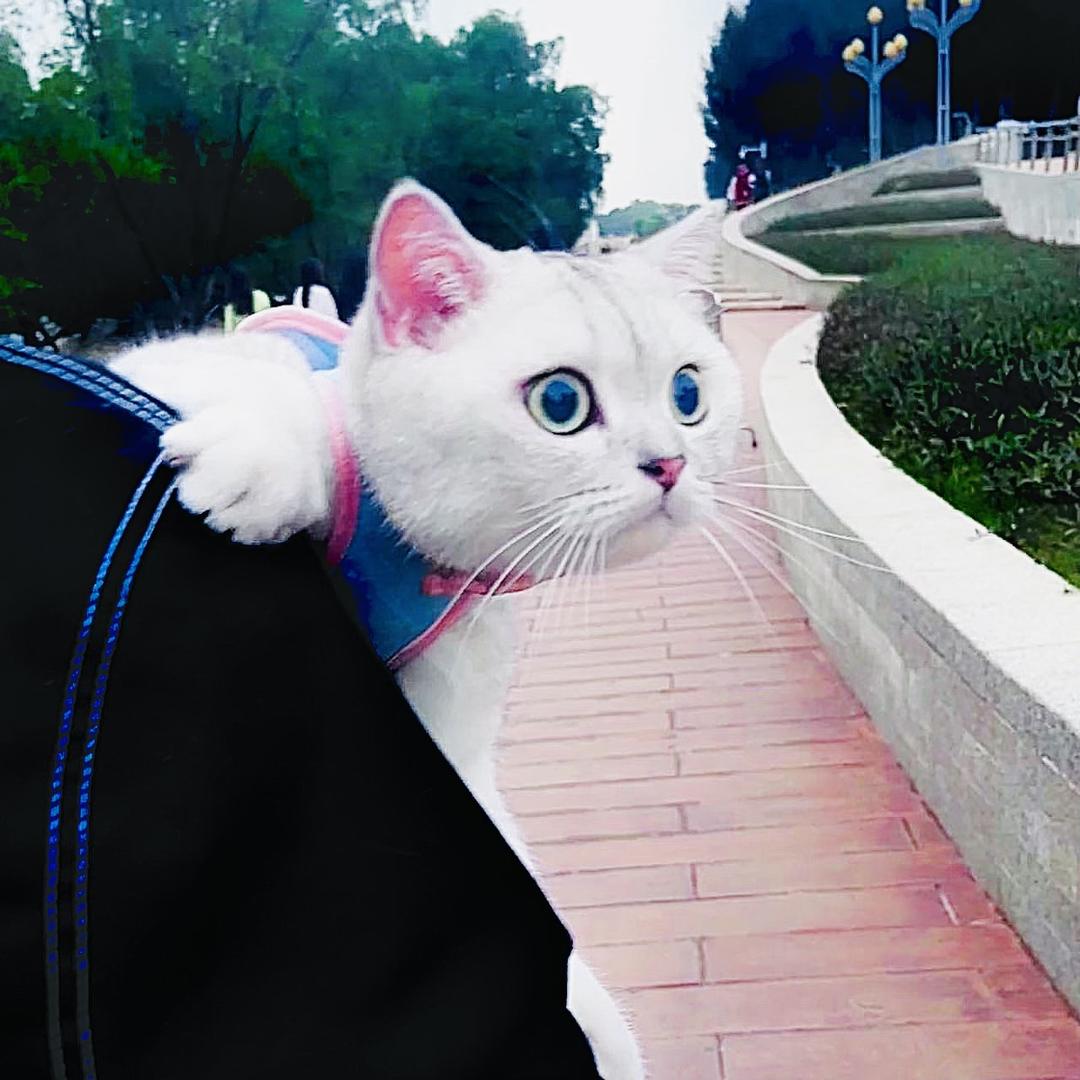 এ᭄日落๑҉