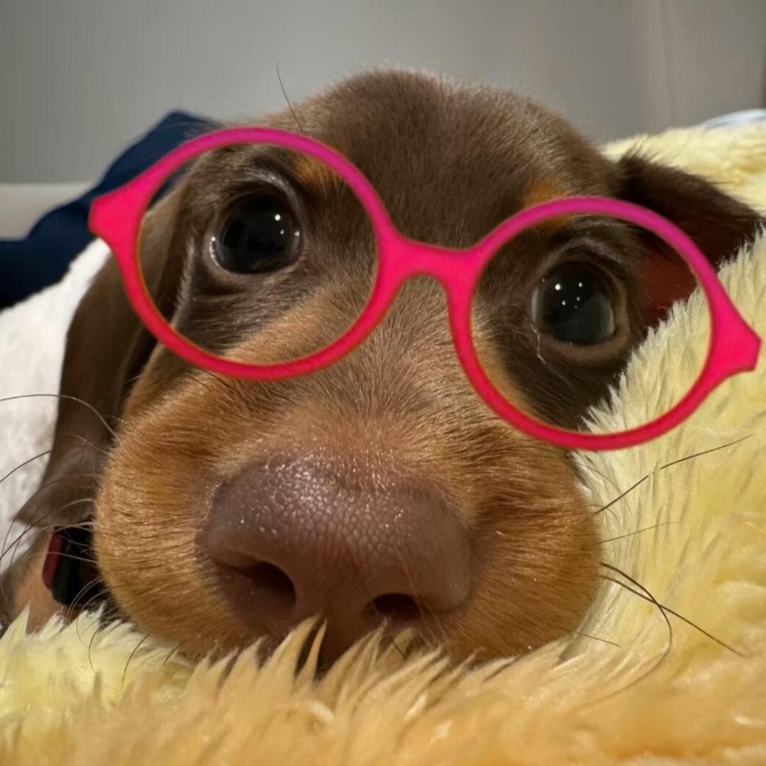 臭会子🍯