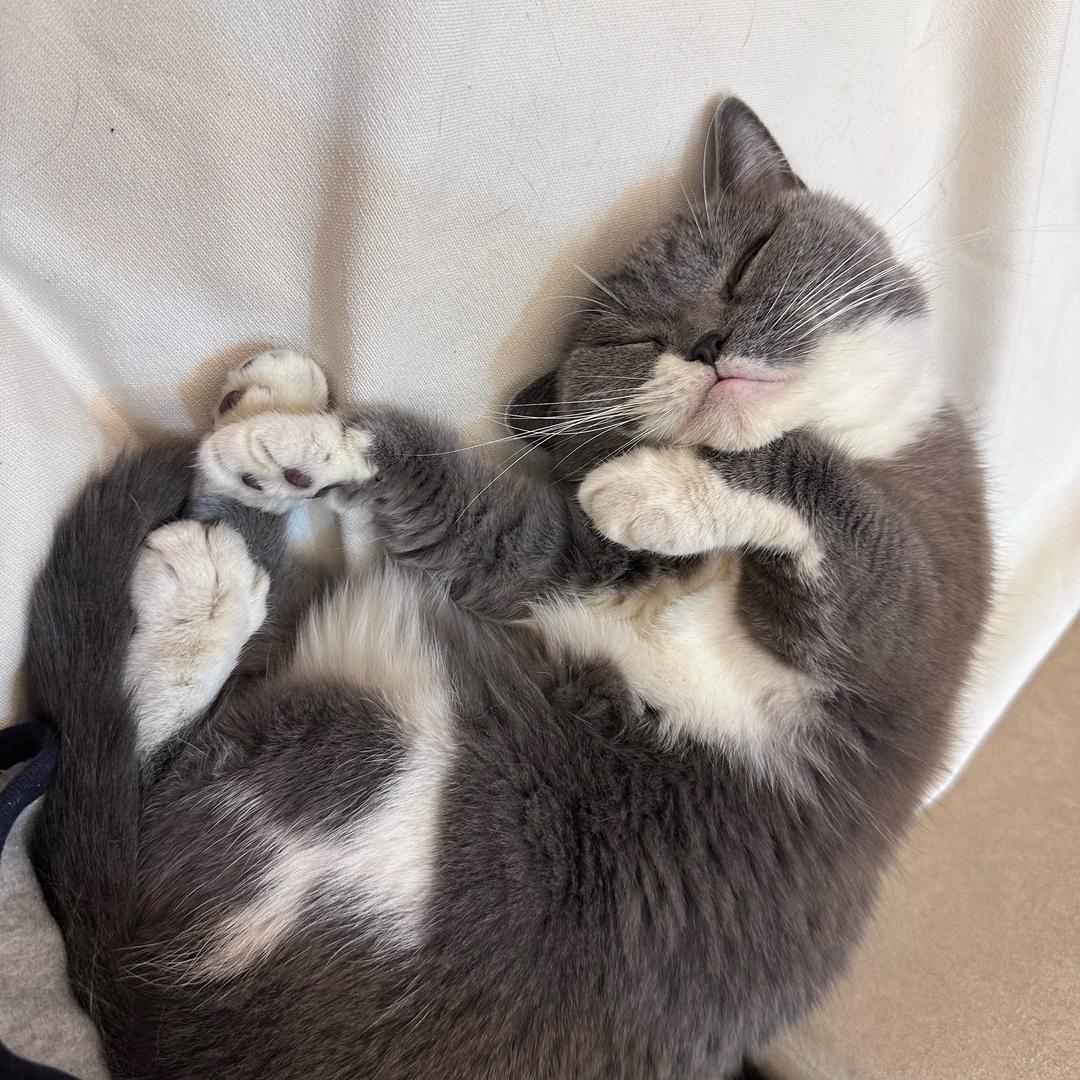 水晶Crystal👑💚