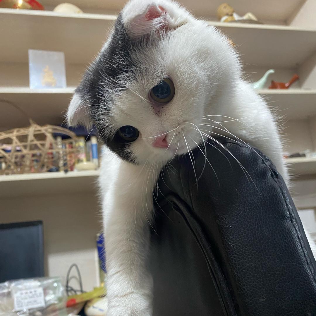 miss黄🇨🇳