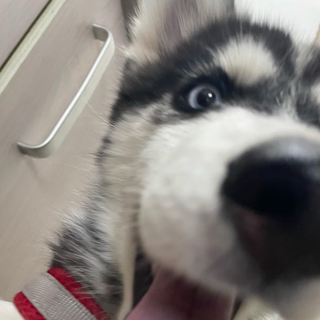 张PP-