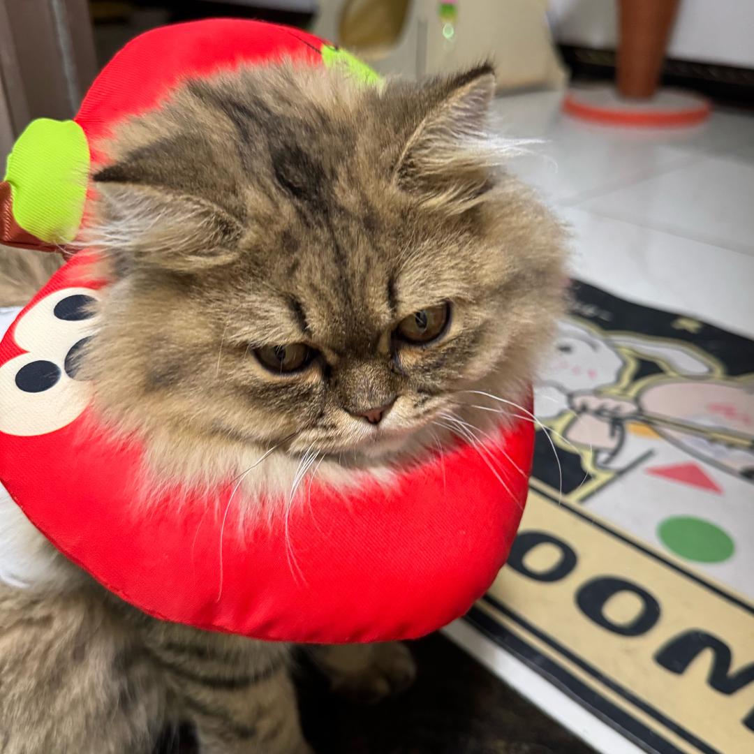 满满圈
