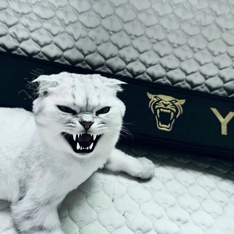 𝓫𝓸 𝓻𝓾𝓸💸
