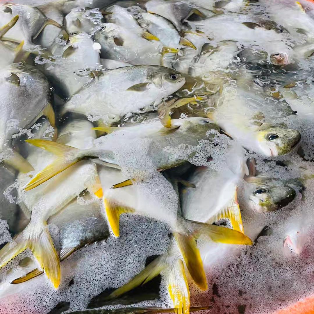 丰澄水产金鲳鱼供应链