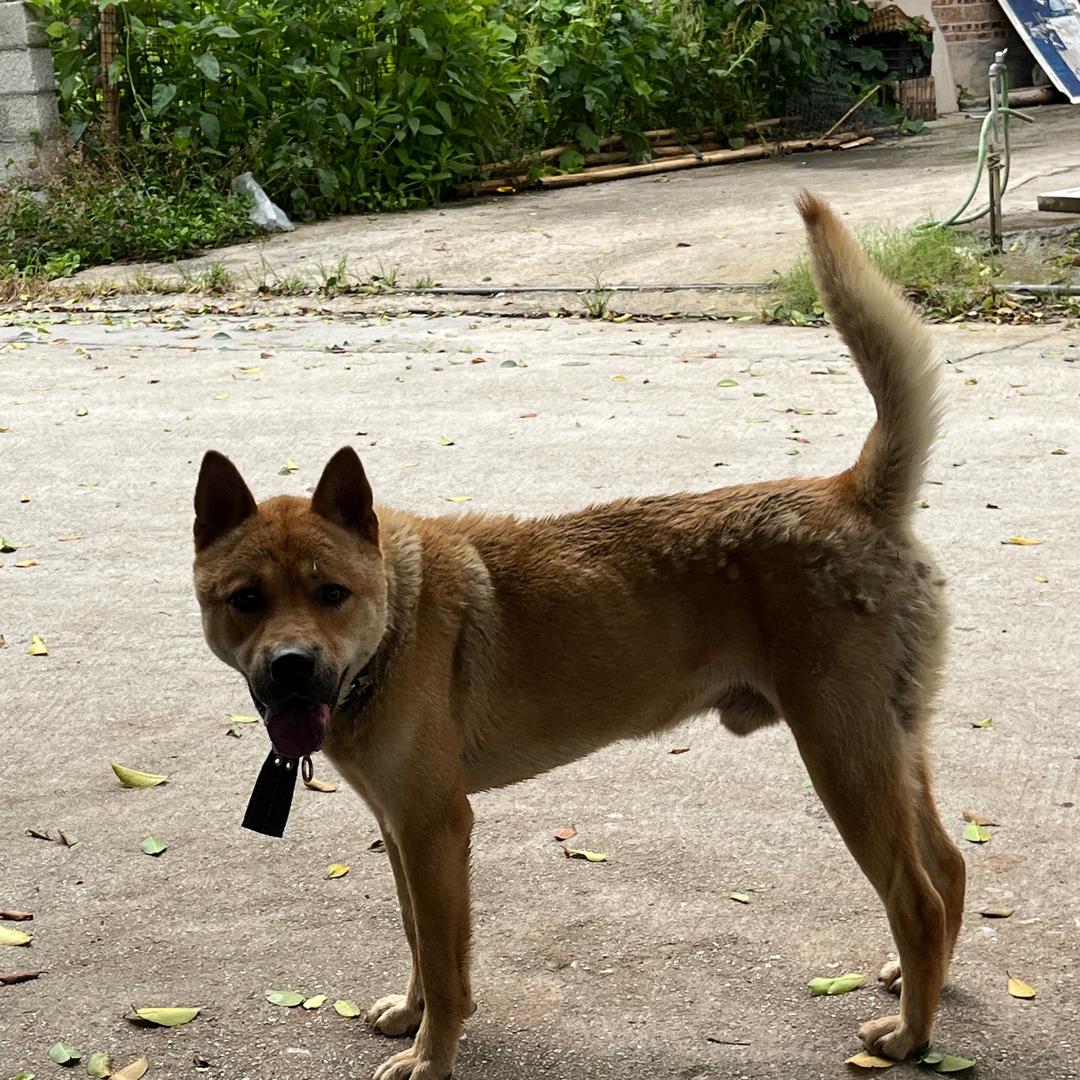 广西河池环江田园犬