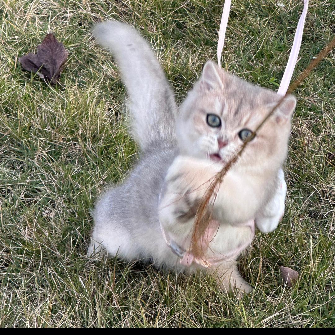 李富贵是只猫