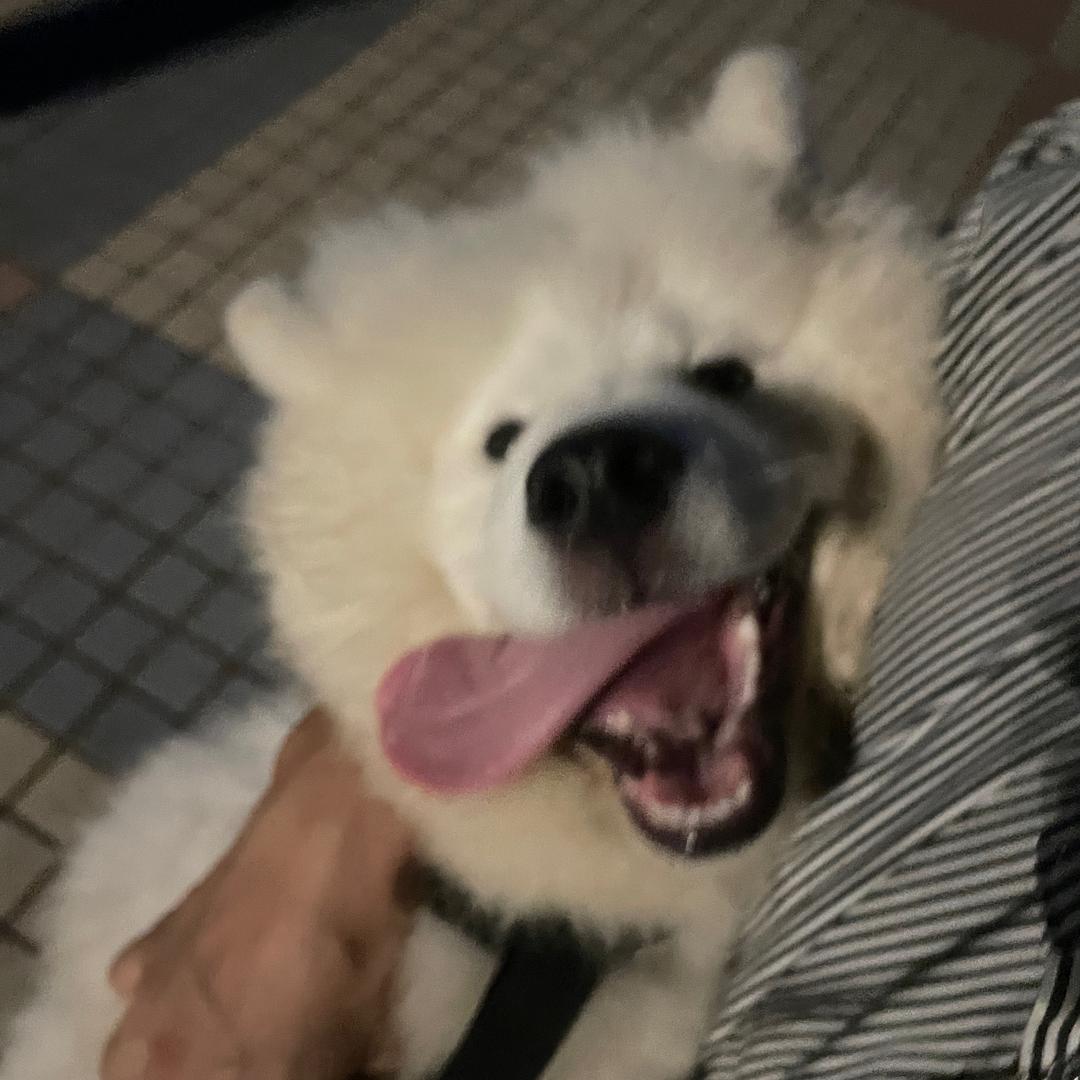 孤傲的🐺