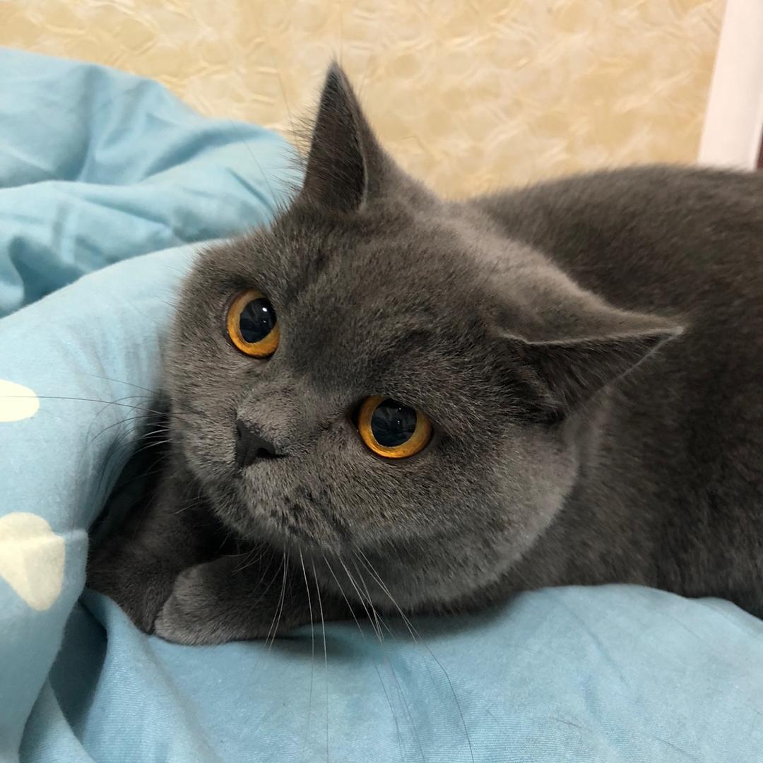 香水是只猫🐱