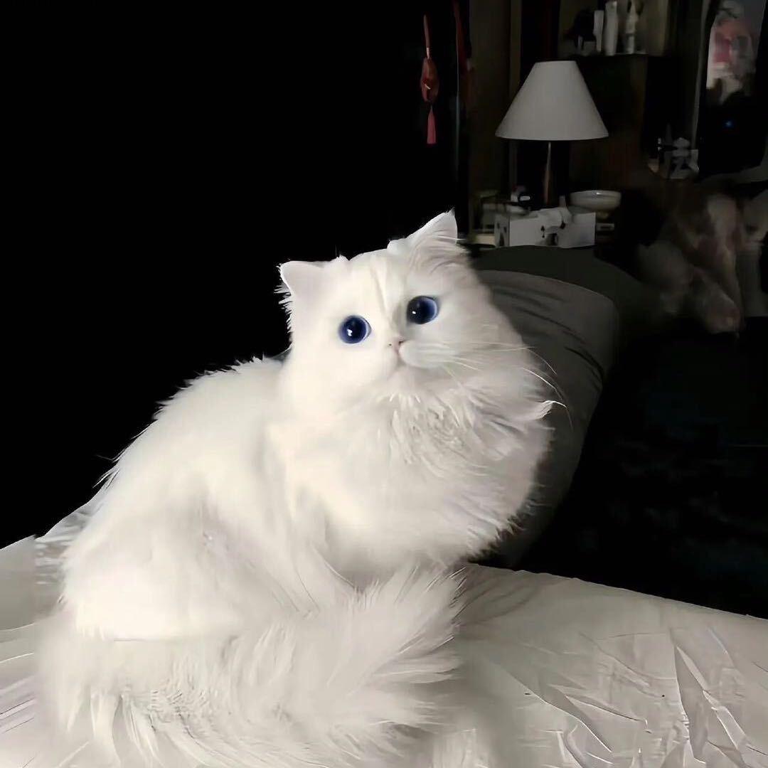 一猫