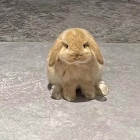 nunu