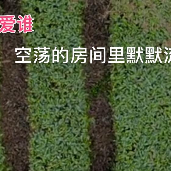 小小