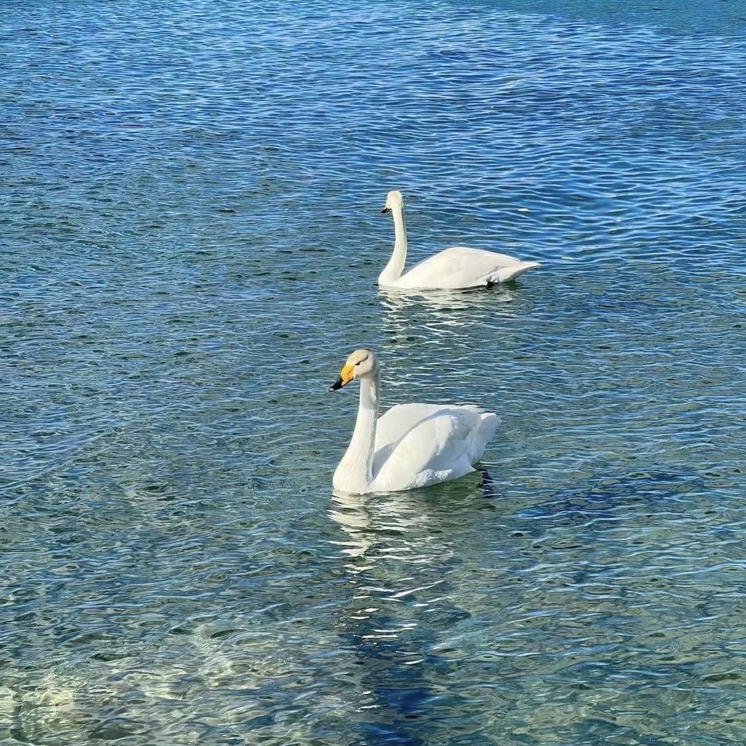 晓七
