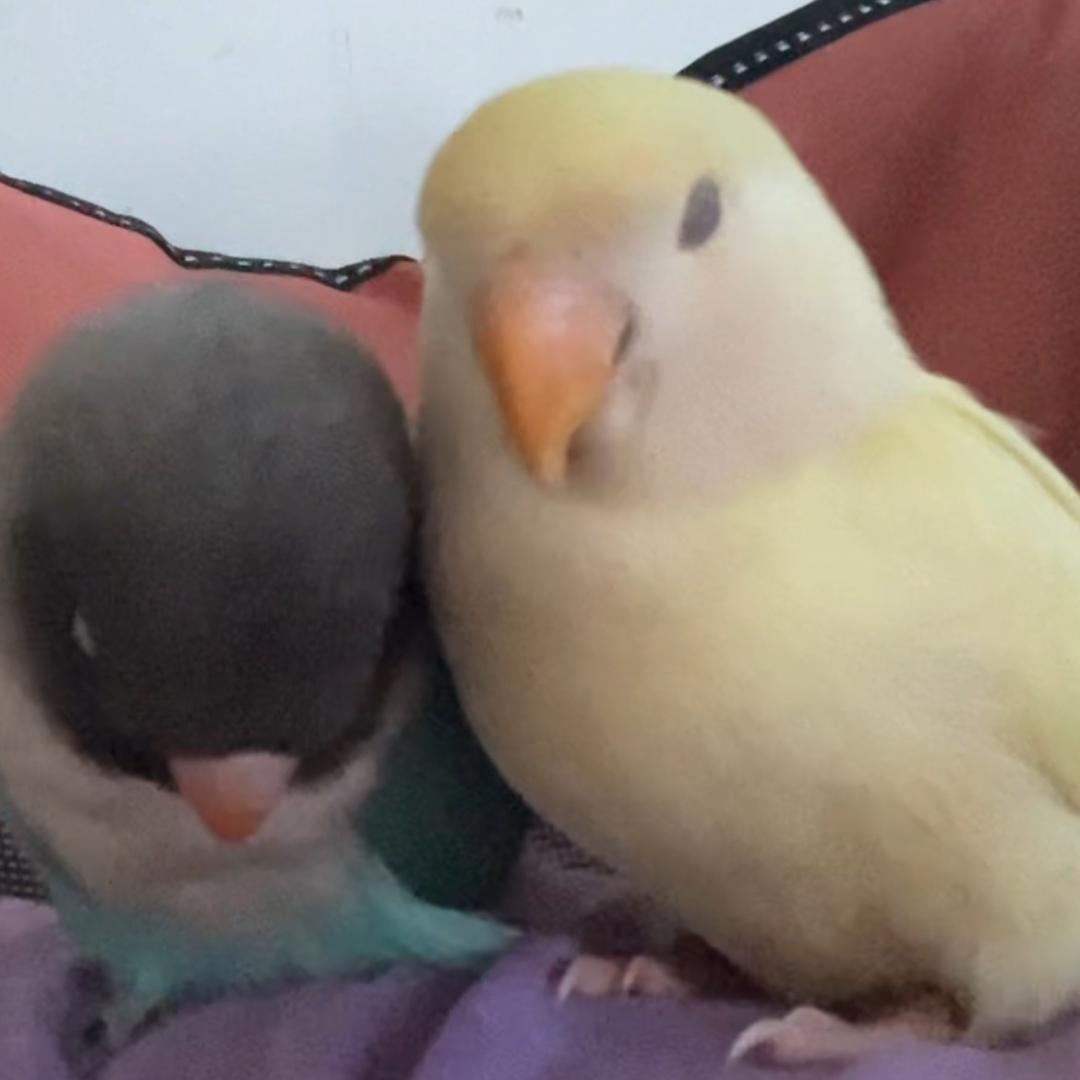 zz。