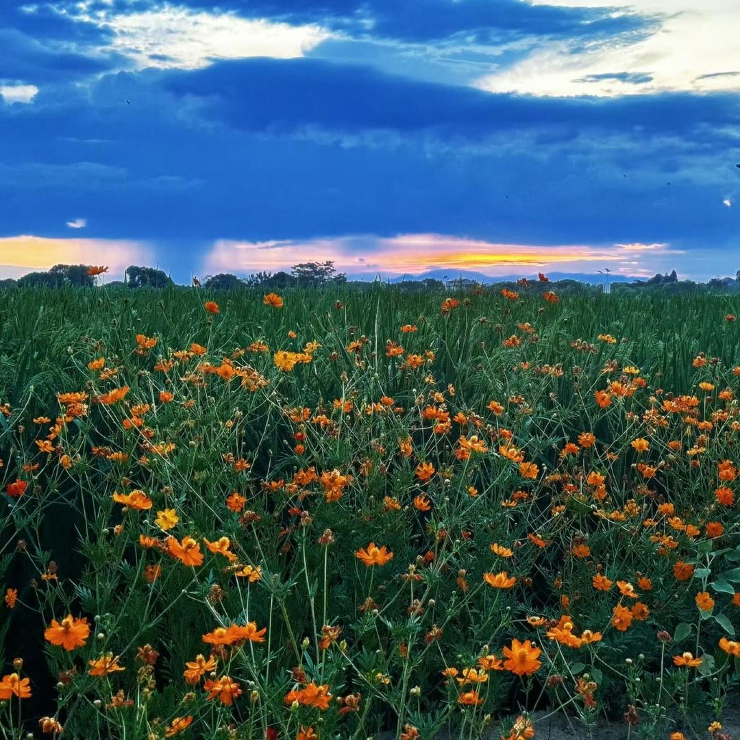 开心市民张张🤨