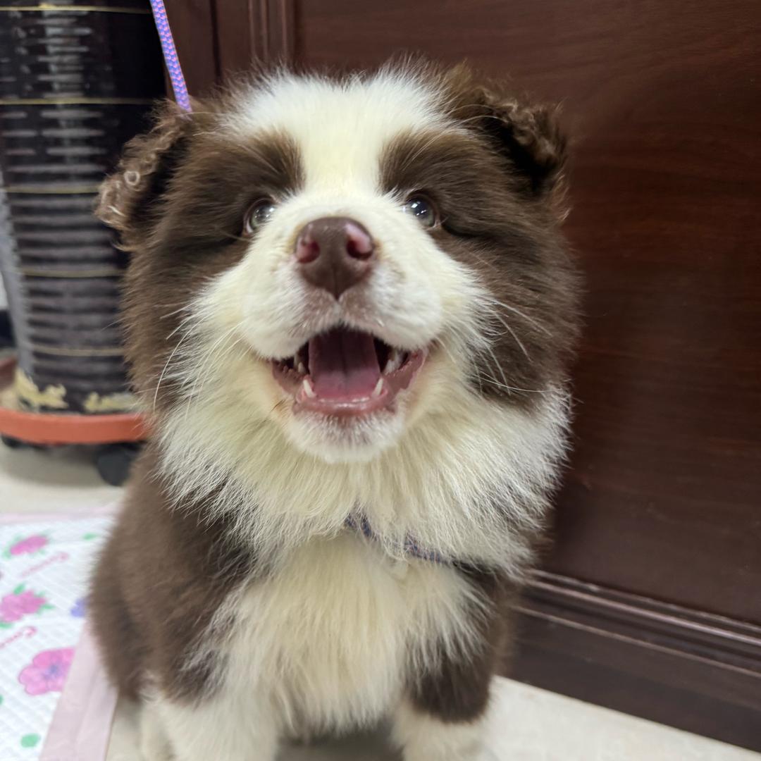 福蛋儿🐶财宝家