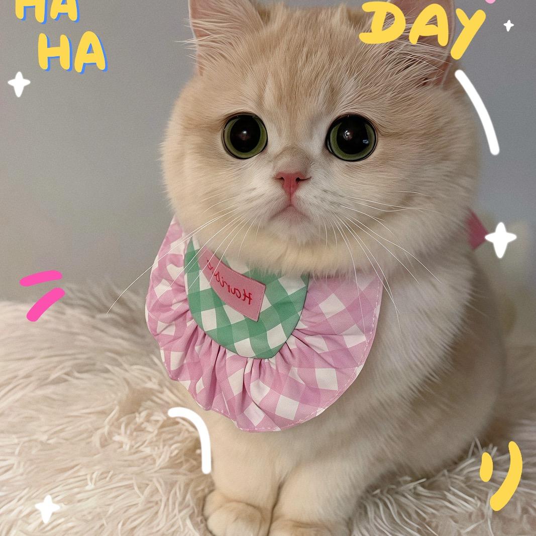 猫猫我呀