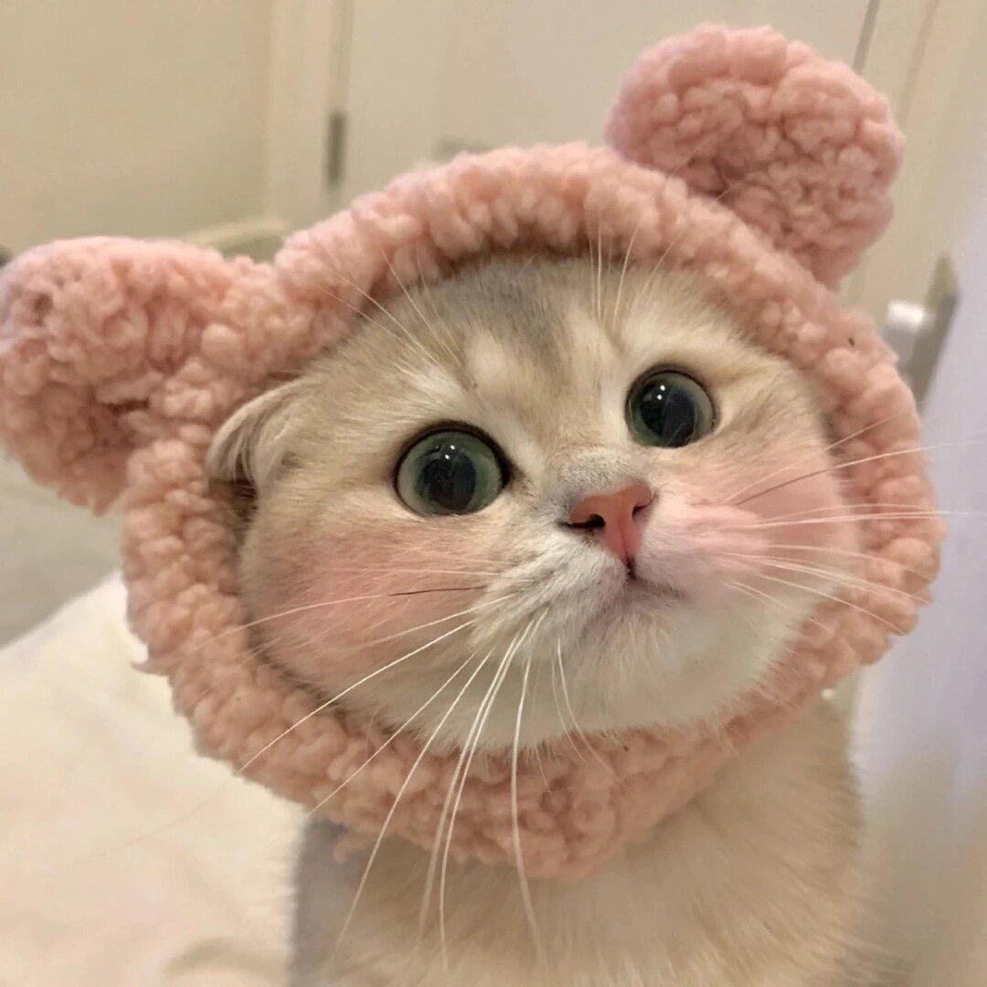 小猴🐒。