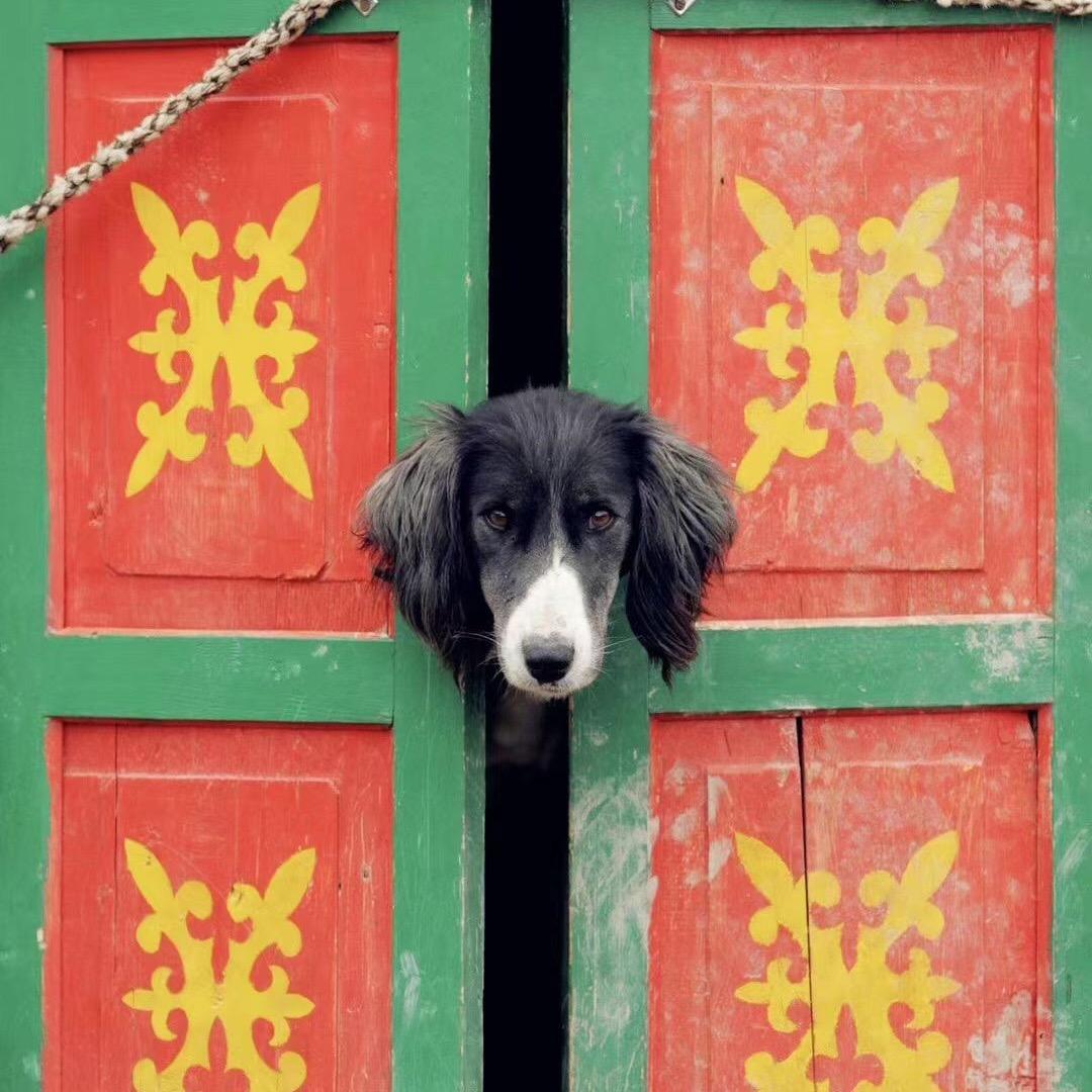 塔滋猎犬交流会所