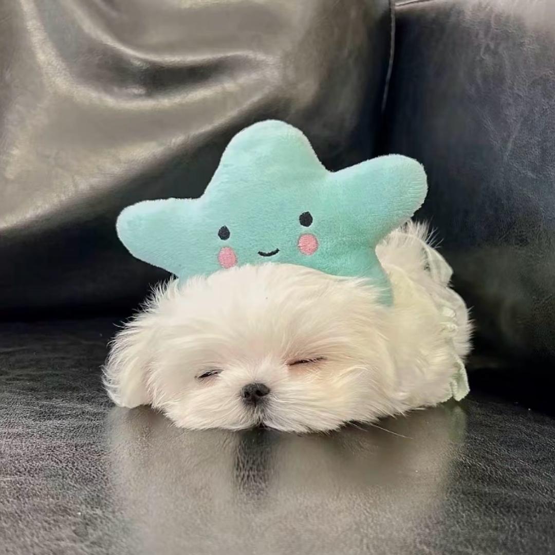 ˋˏᰔ ᩚ总爱噜噜脸(见过张杰版)