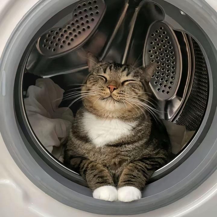 丹姐