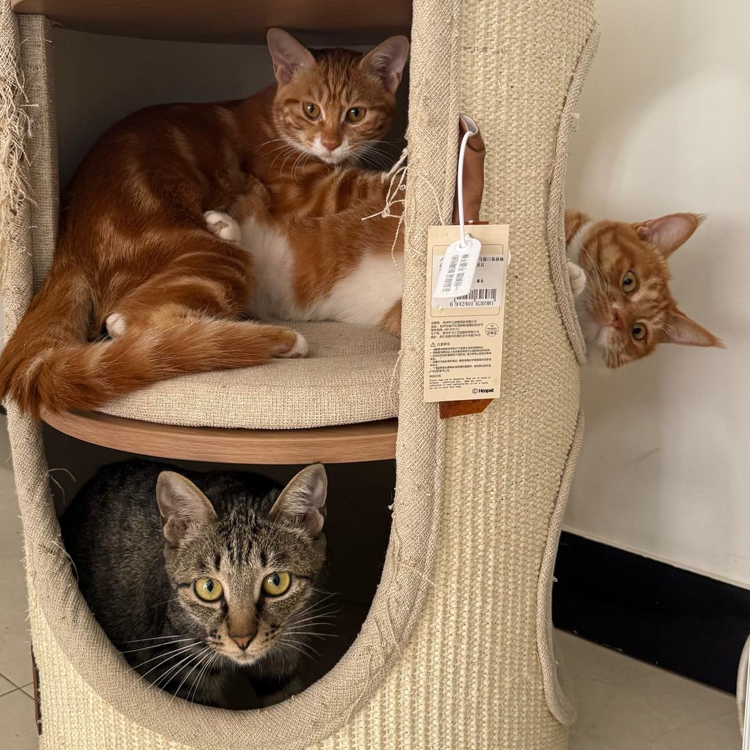 🐱妙妙&牛牛🐮