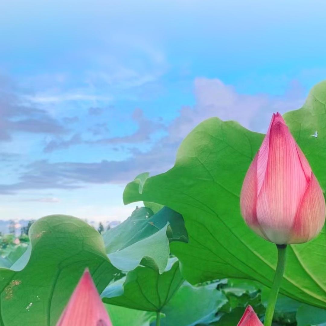 晨橙
