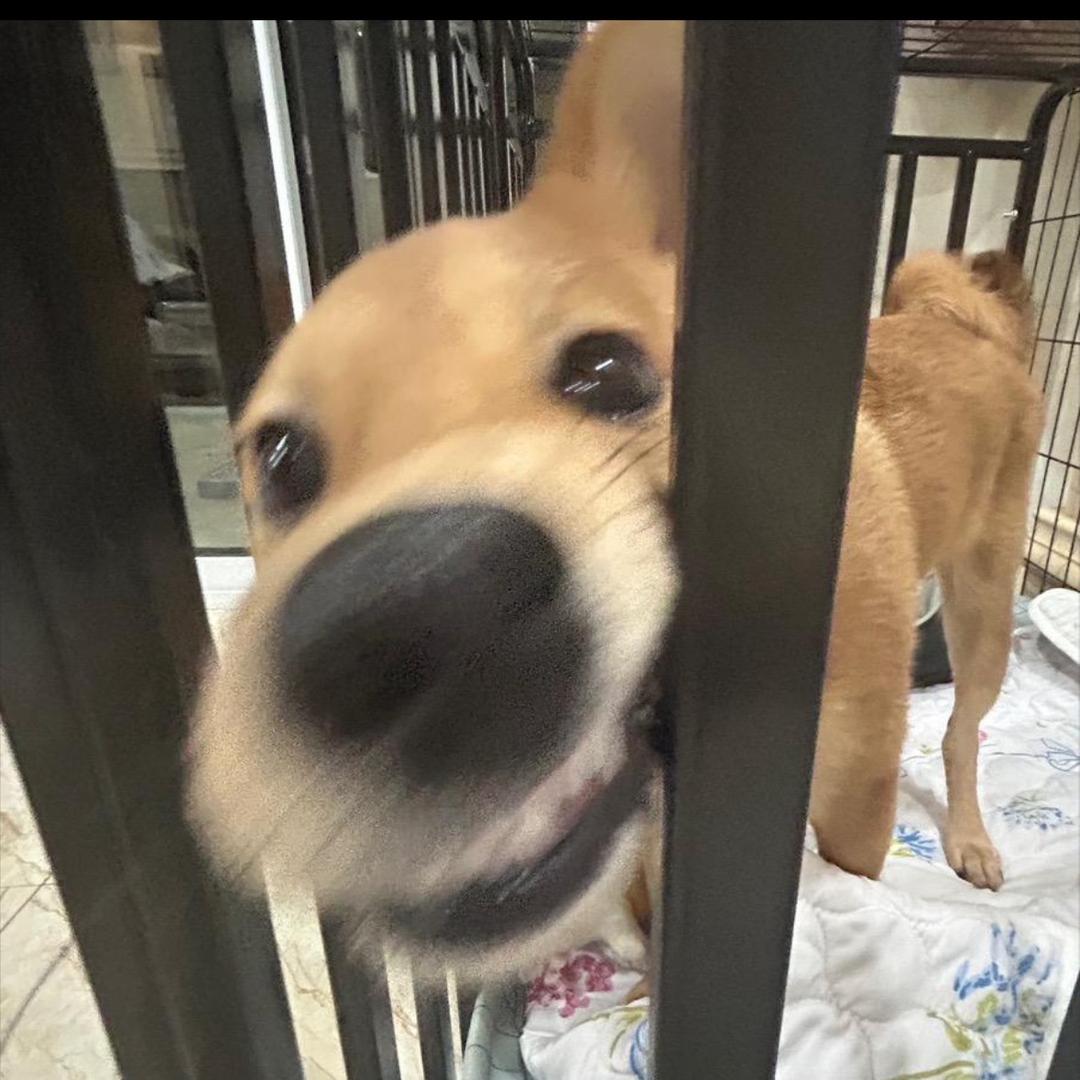 奶龙，，，
