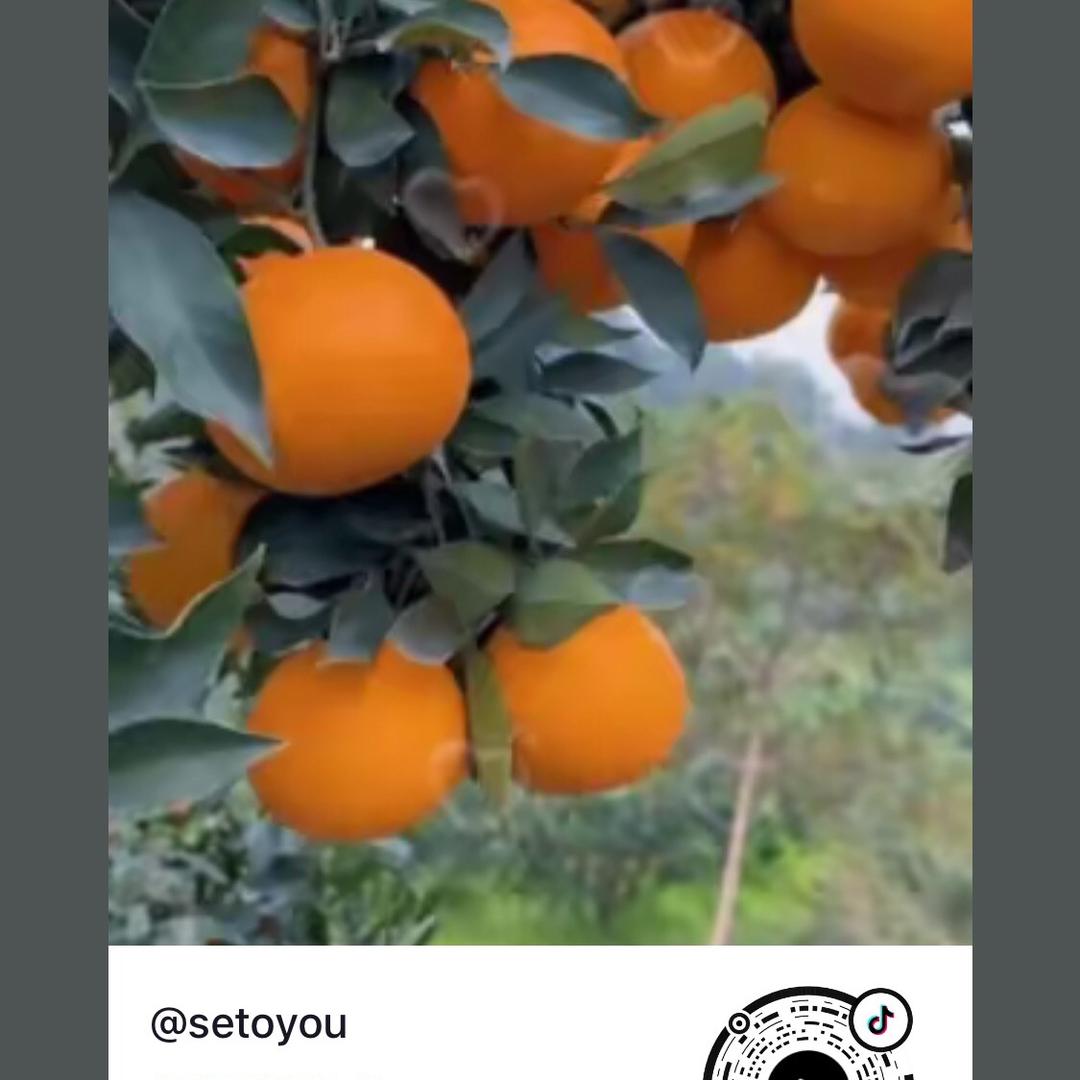 天天好心情