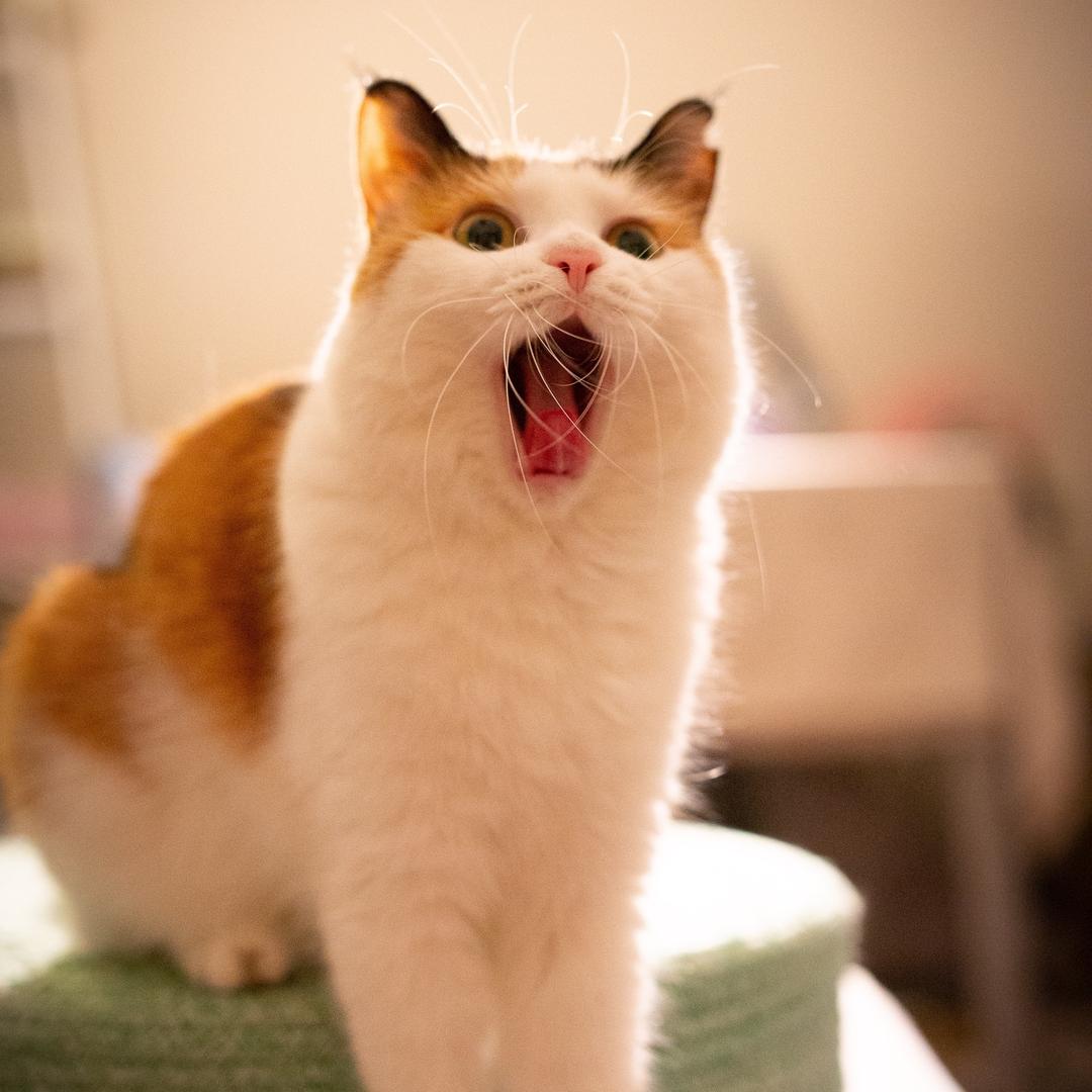 我和猫