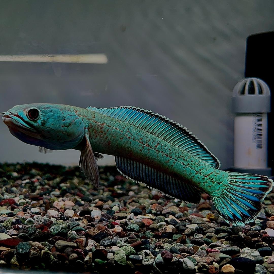 PPFISHZ