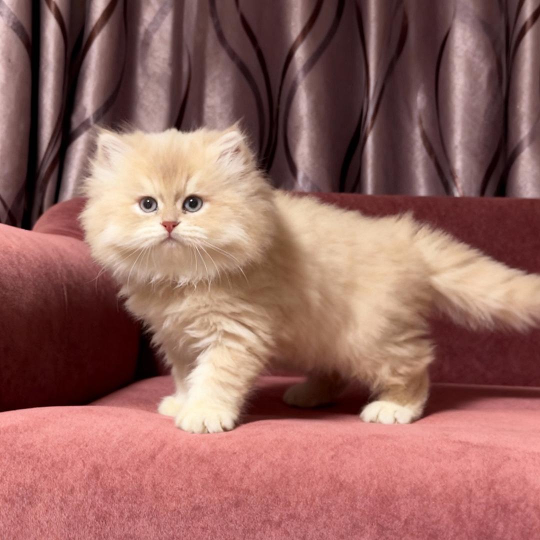 喵掌门萌宠小店