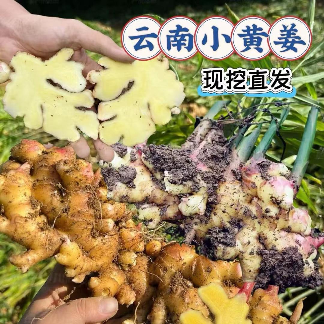 录叶鲜宗滇品优选