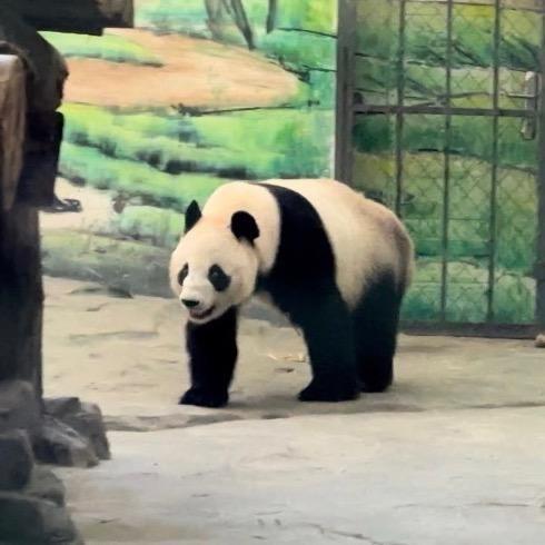 凤凰熊猫奇遇记🐼