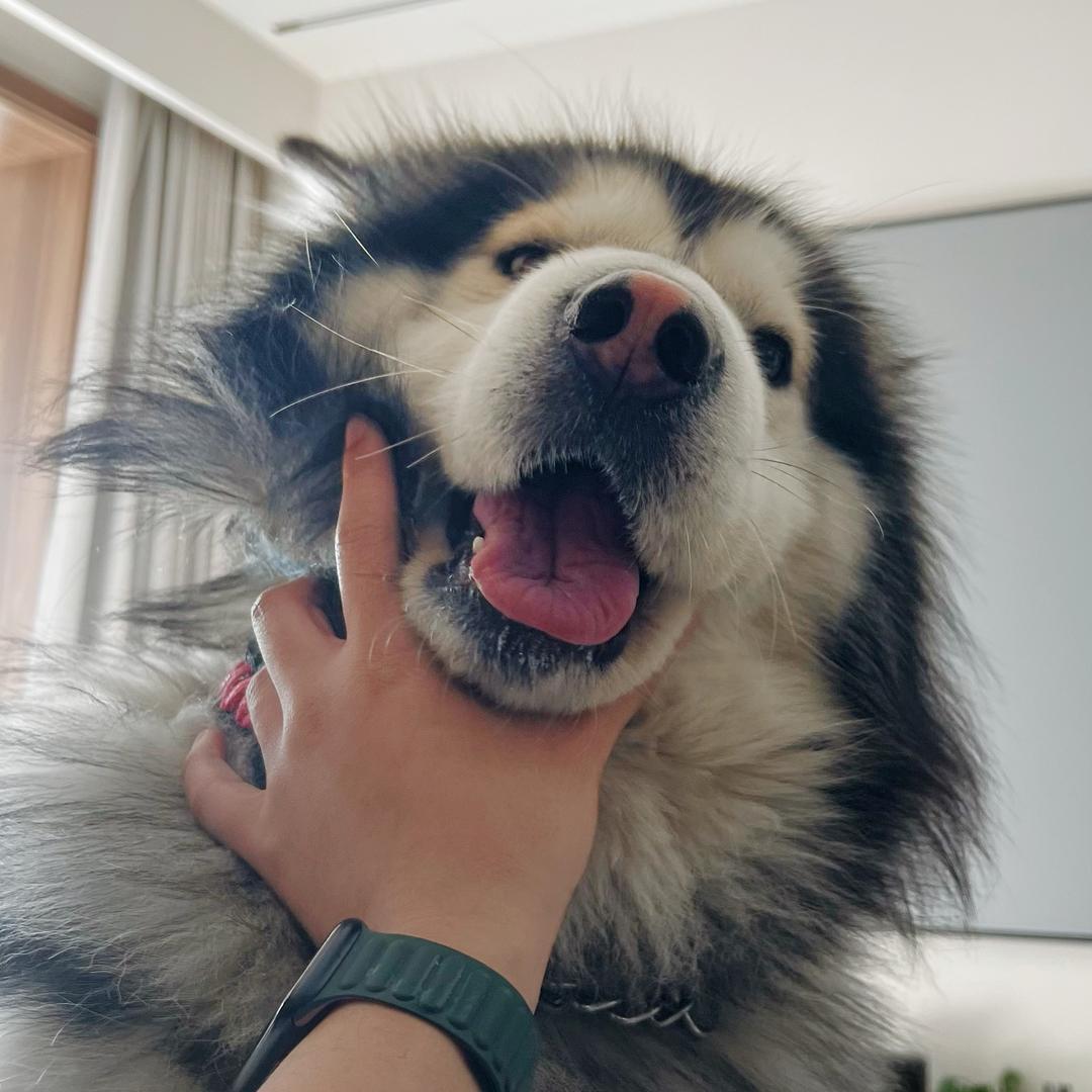 胖虎是只凑凑小狗