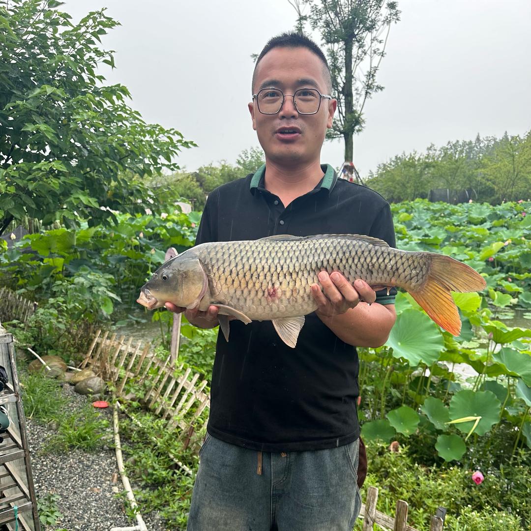 @强哥归来
