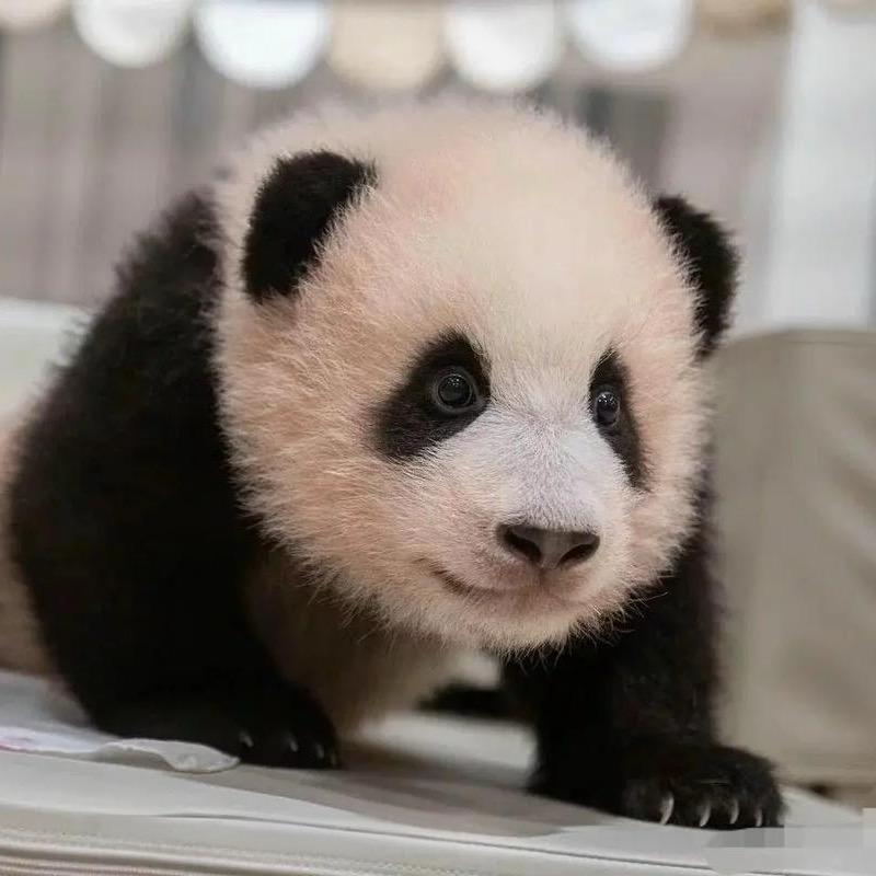 爱福爱萌