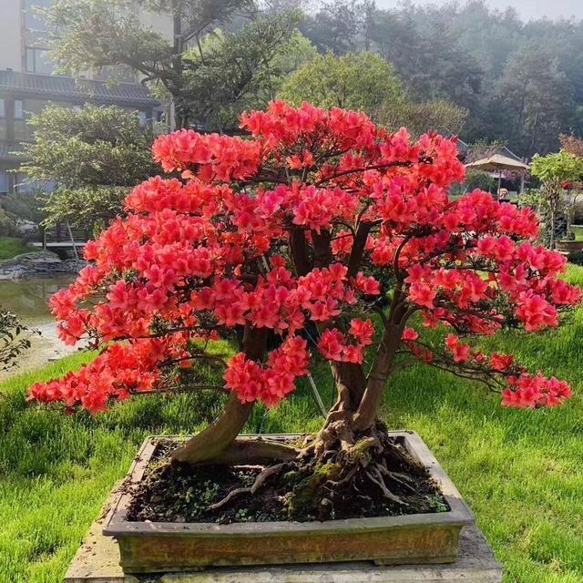 木予盆景