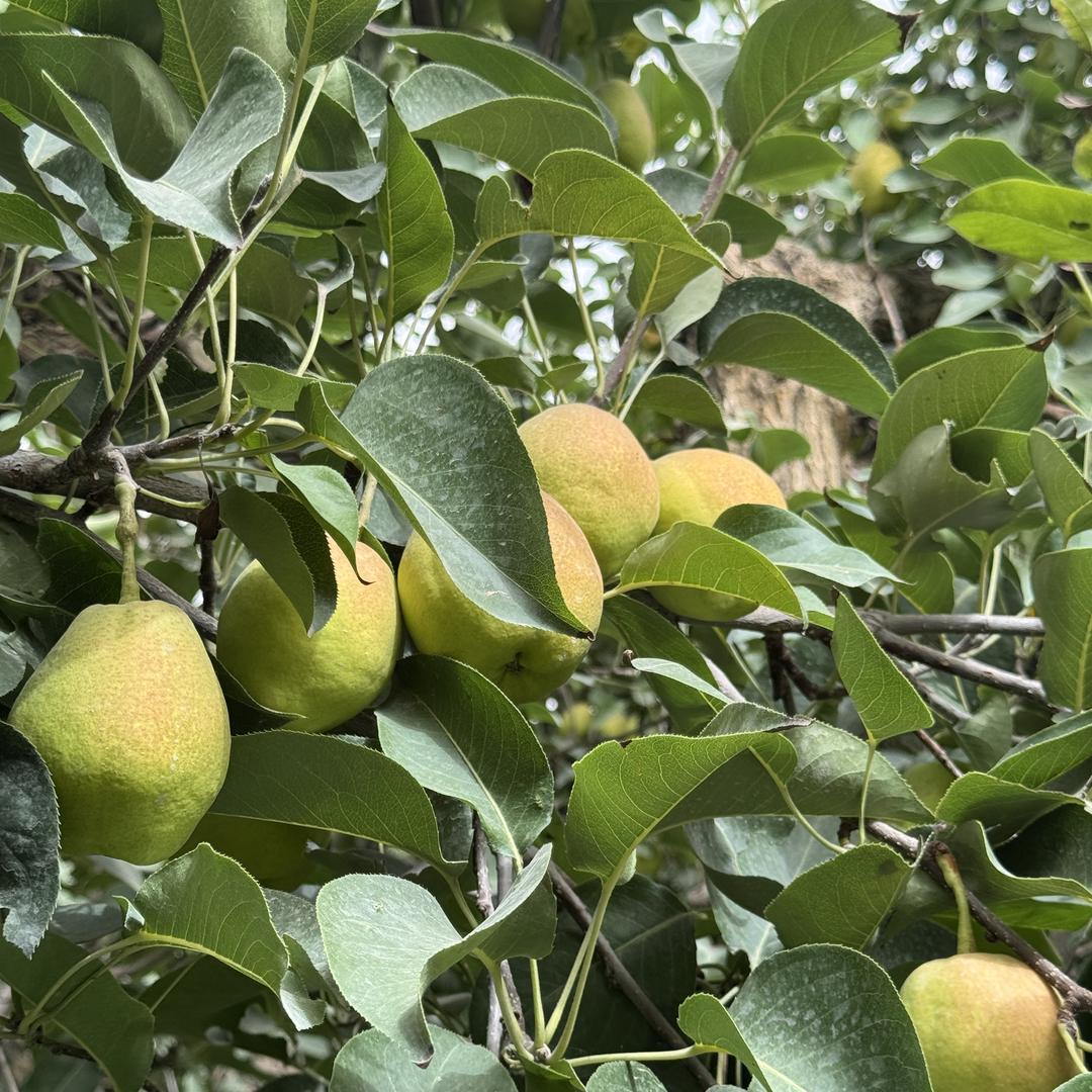 林康生鲜