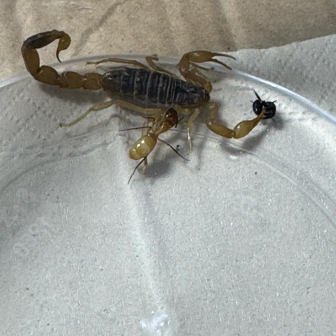 蚂蚁🐜大乱斗