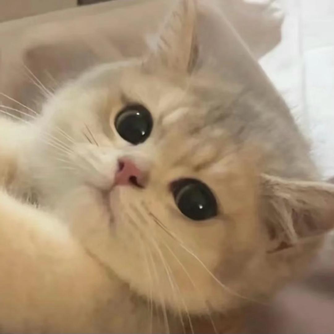 李李ㅤ︅
